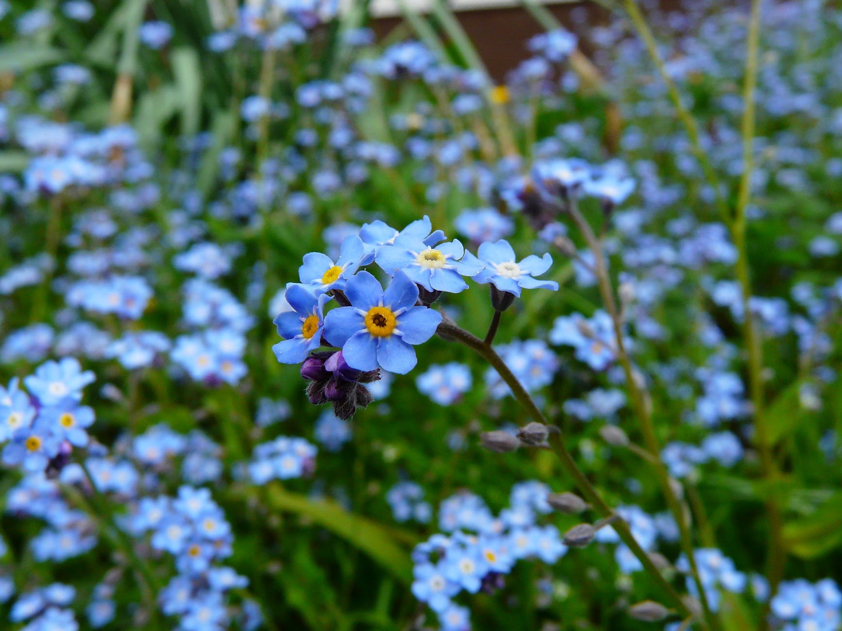 forget-me-not-flower-meadow-wild-flower-60005.jpeg